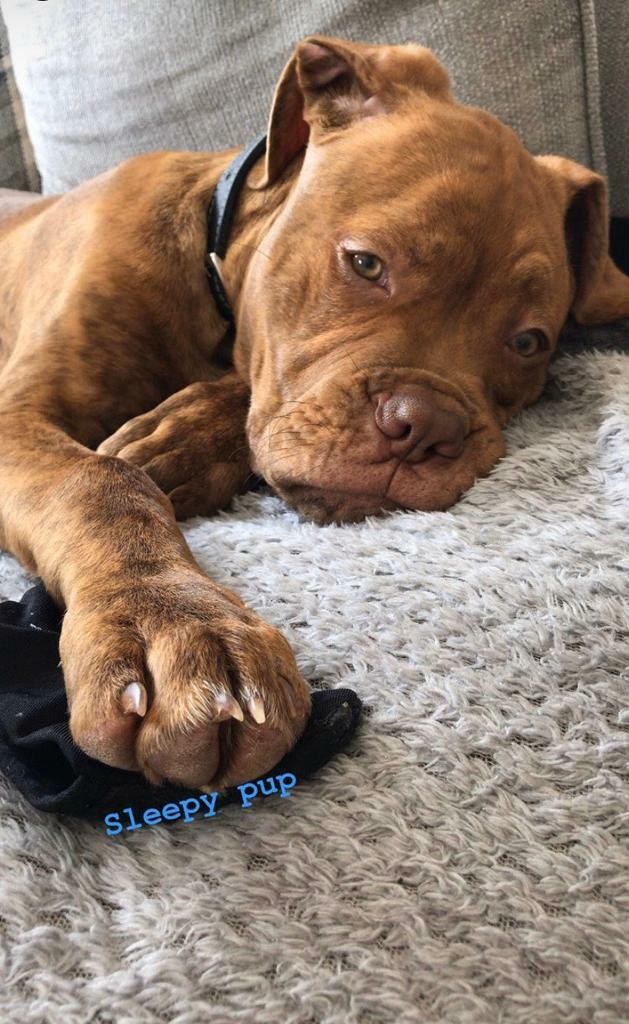 dogue de bordeaux cross for sale